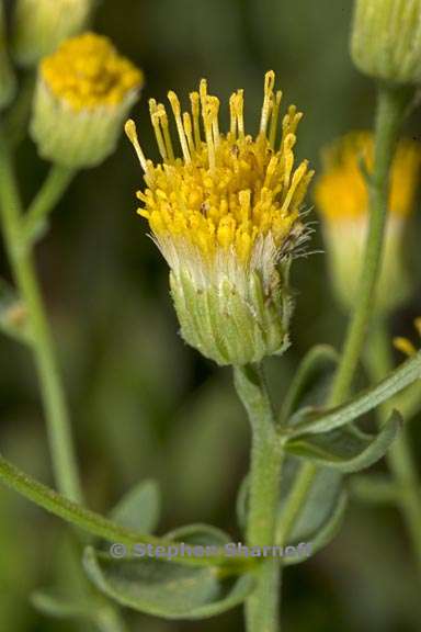 erigeron inornatus var inornatus 6 graphic